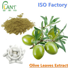 beneficios extract olive leaf extract powder oleuropein 20%